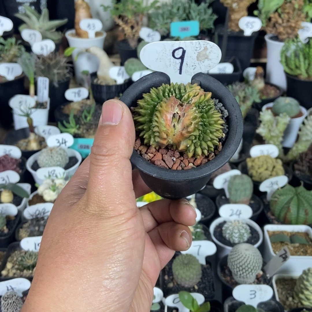 实生泰貘一物一拍