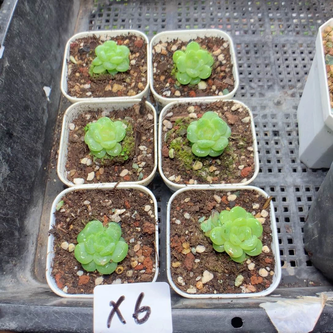 无花朵未**画X6月英语英语英语英语