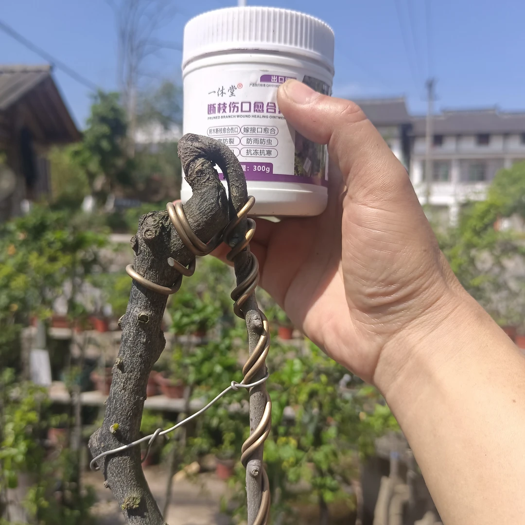 金弹子断枝膏1盒