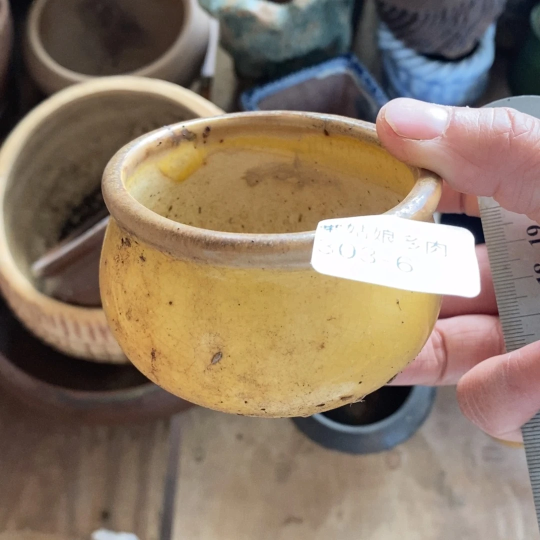 红陶6号多肉盆瑕疵瑕疵