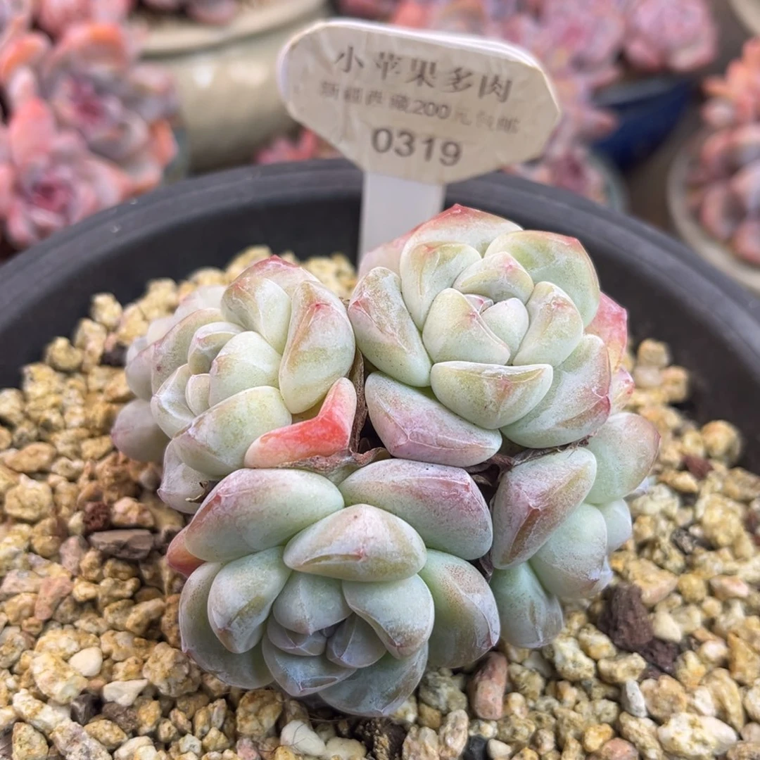 冰玉319/9cm7头多肉