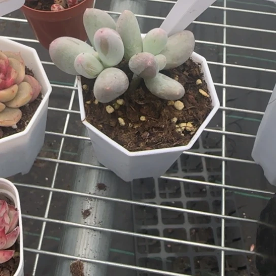 12米可奶一物一拍多肉