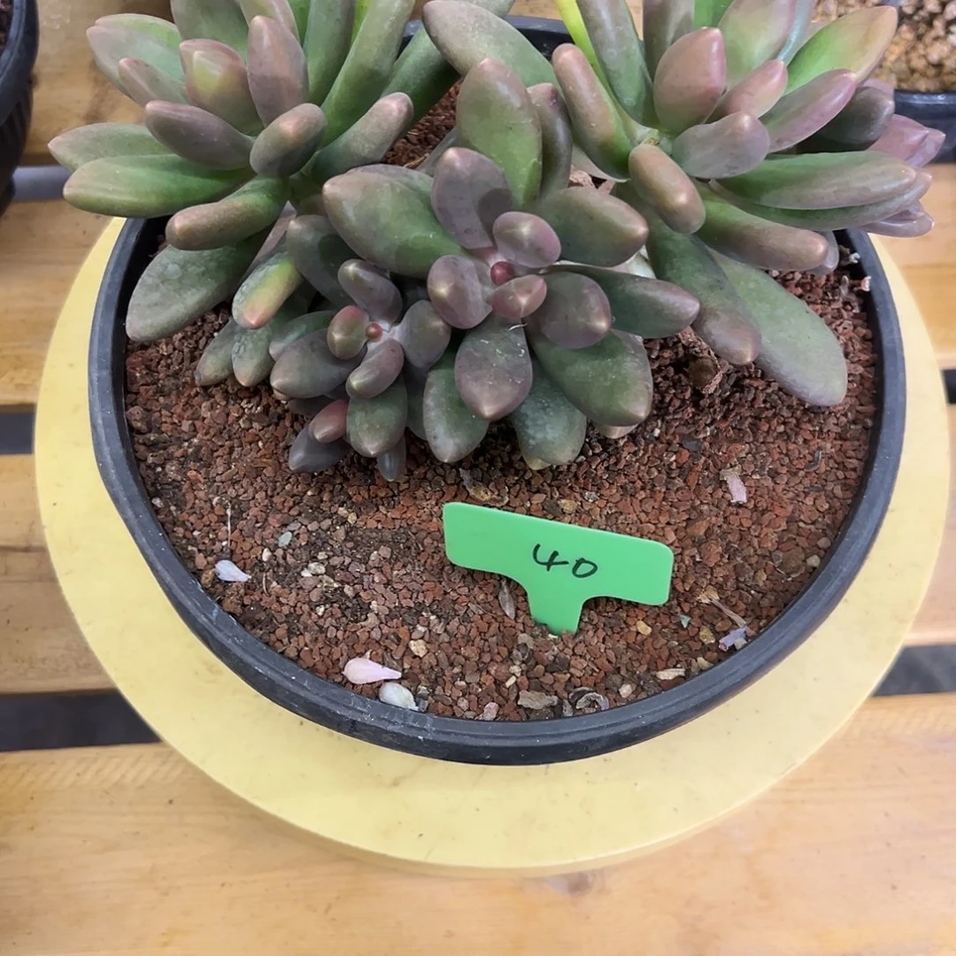 40芒果奶多肉。