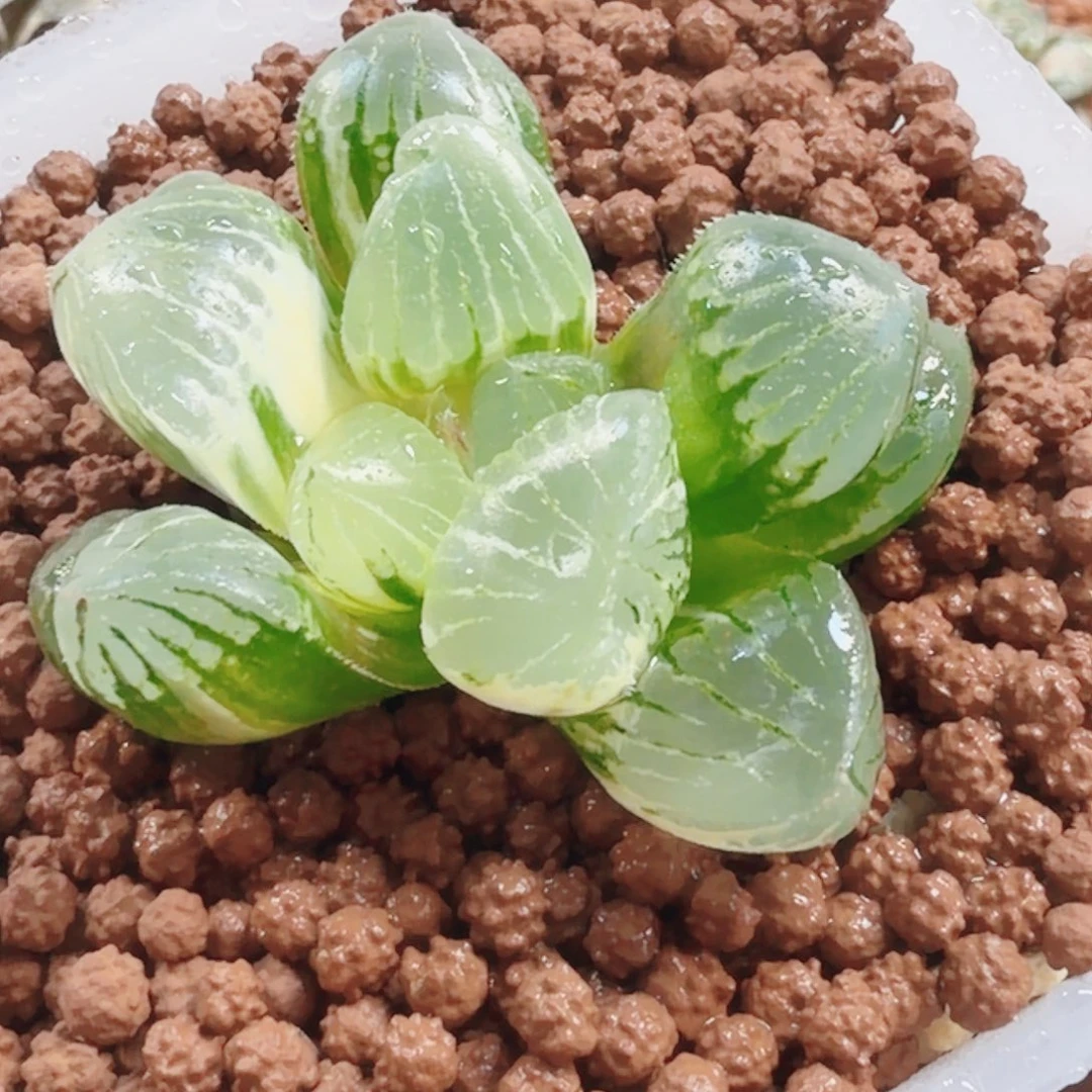 十二卷糯米锦福利