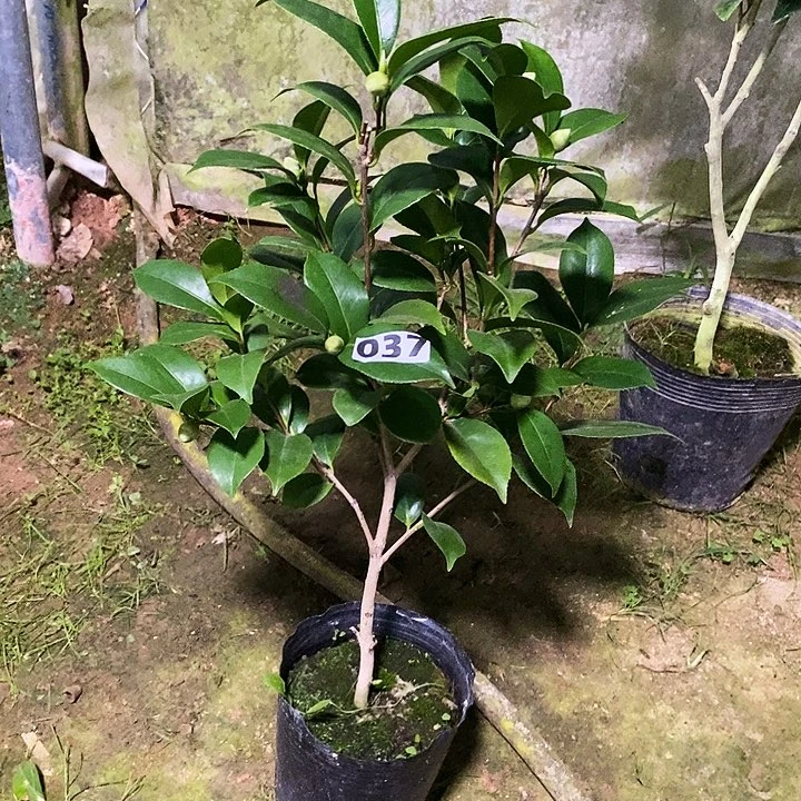 无花朵乔伊。 037。