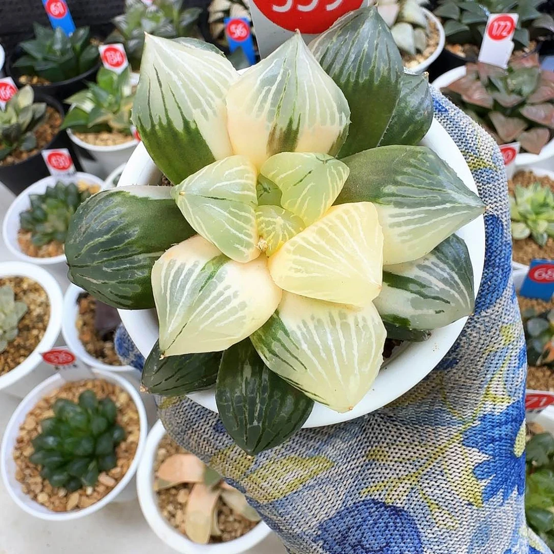 359玉潭锦 7.5 厘米左右一物一拍带盆发货