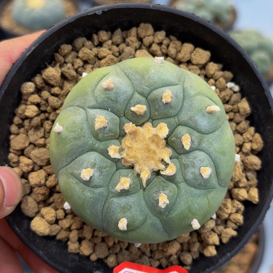 y26。y y y y y y y y y