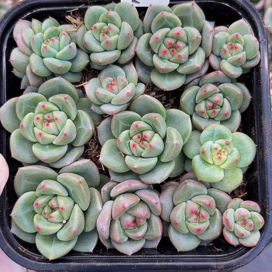 多肉植物多肉植物750