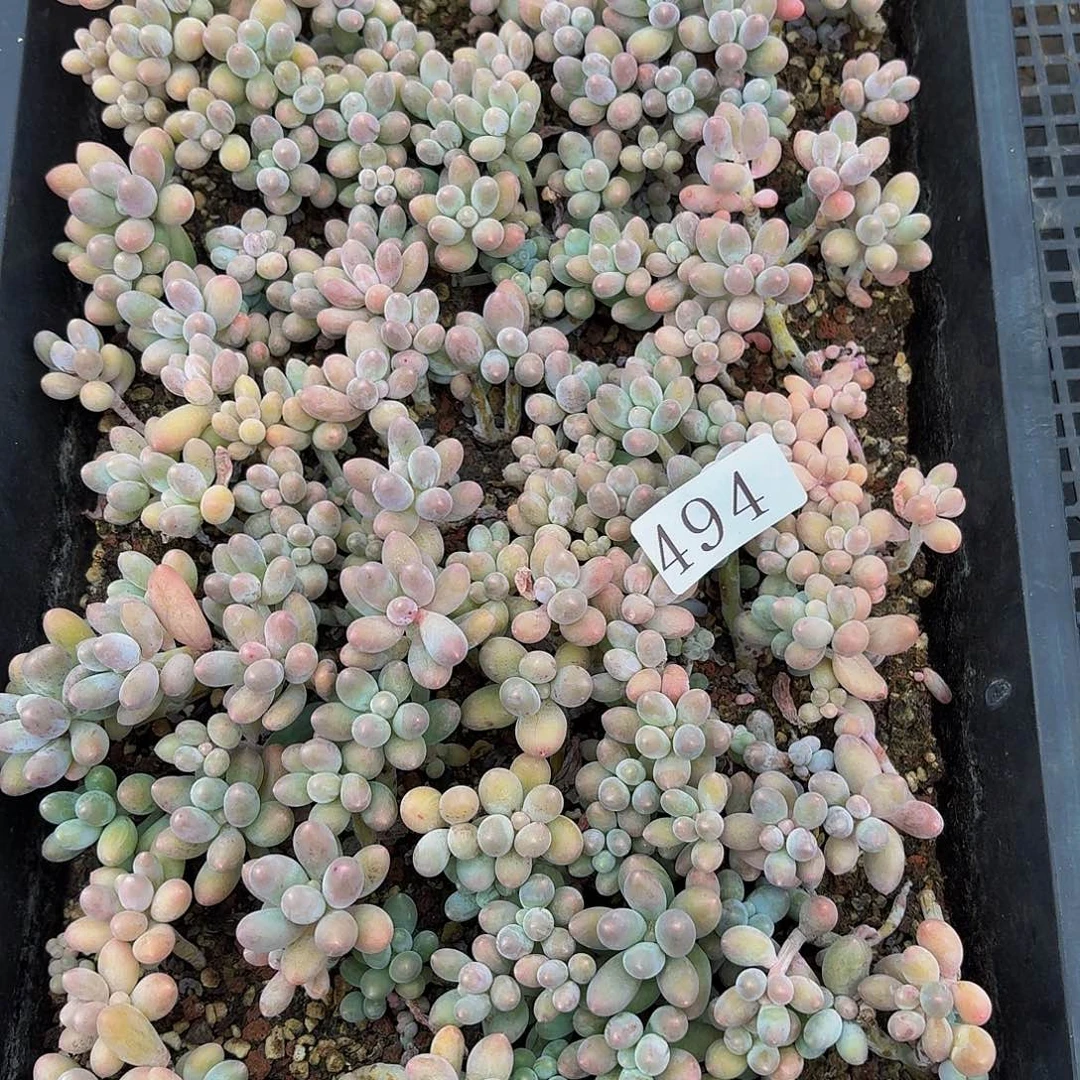 D**i多肉植物多肉植物494