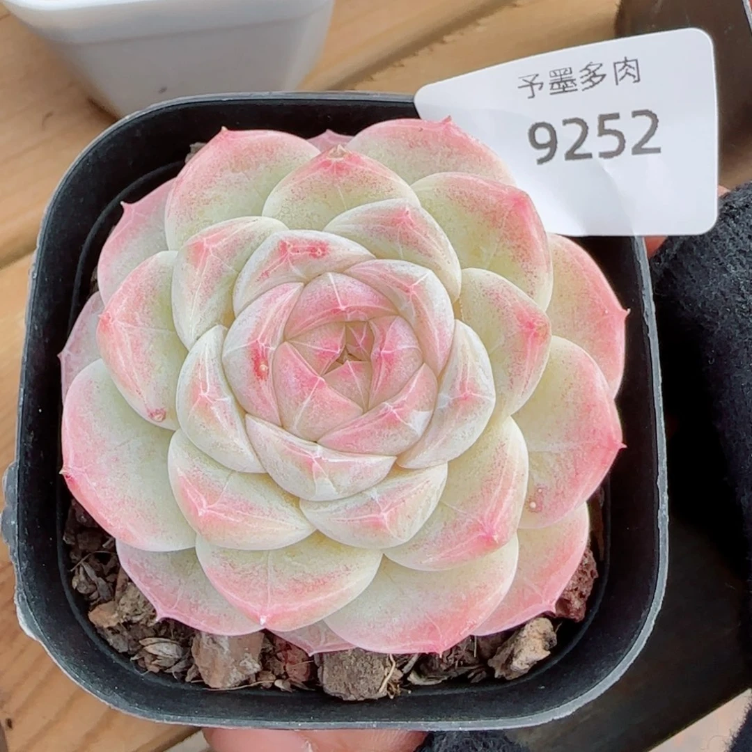 白桃汽水， 9252多肉植物