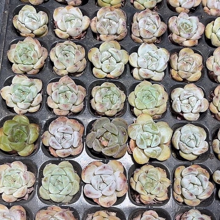 小梦奇杂一元一颗