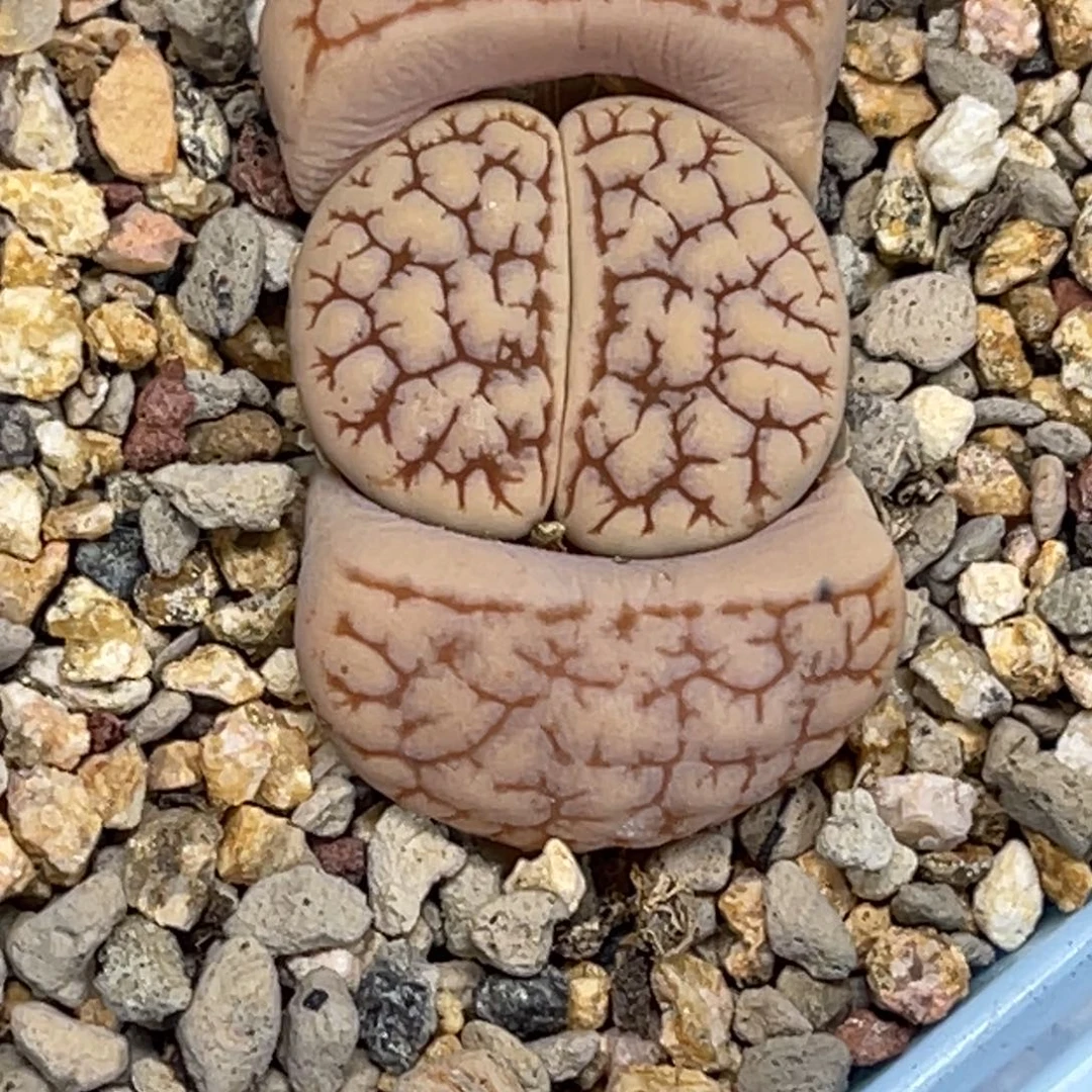 1879连纹凹凸粗纹189