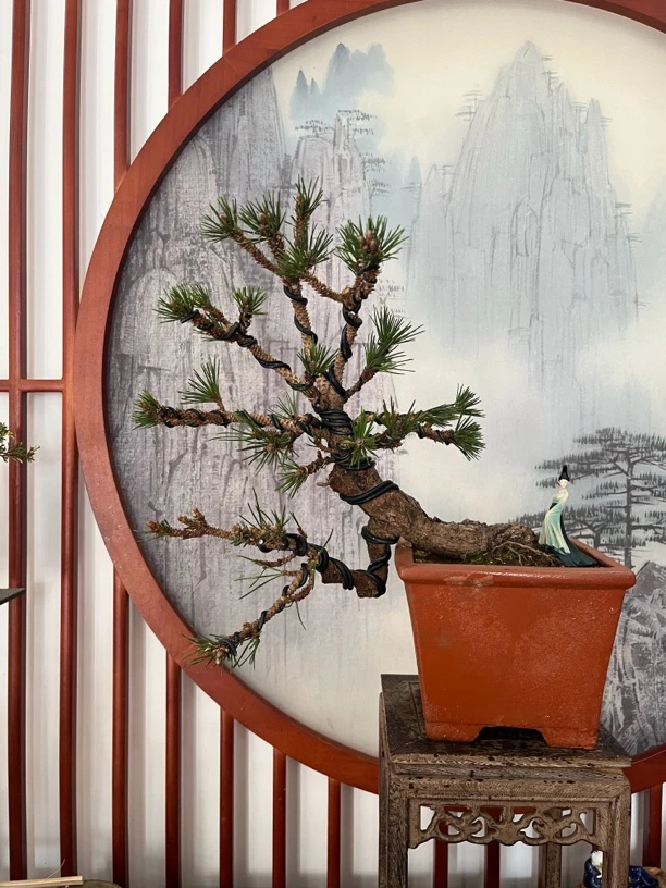 日本老桩千寿姬盆景（10多年老桩，芽头多，针叶短，一物一拍）