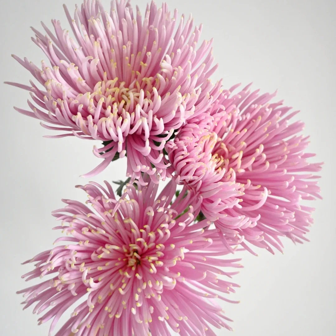 云花巷# 【粉色烟花菊】鲜花优选 顺丰直发 鲜切花