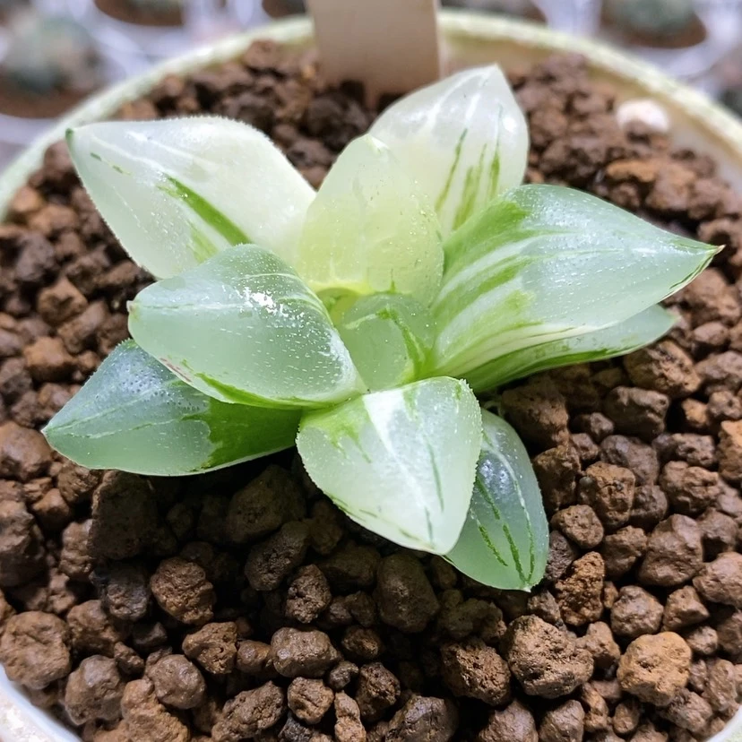 【闪购商品】13冰城