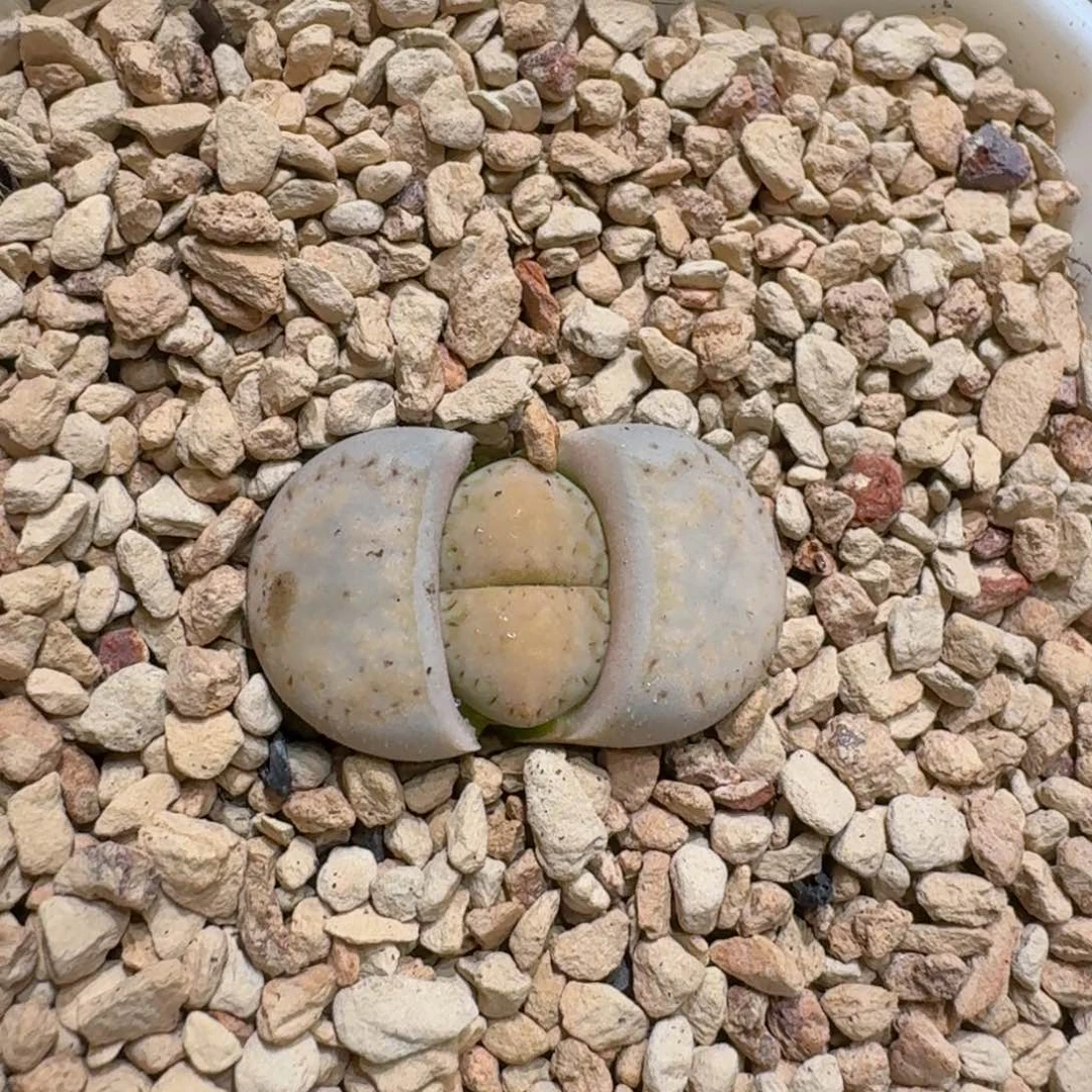 1**10120-26饼干1621.6