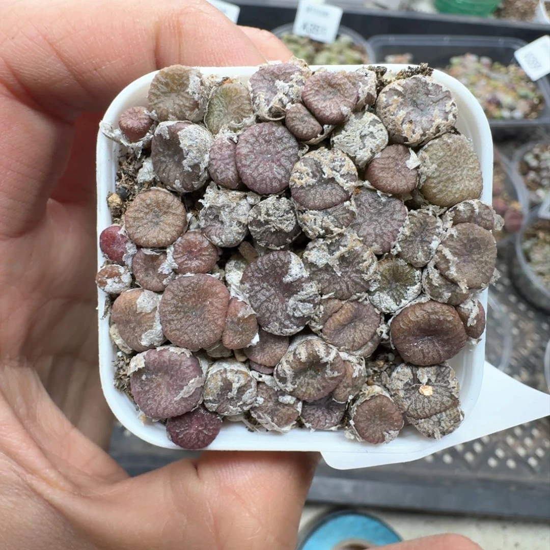 A362。 肉锥一盒。带盆