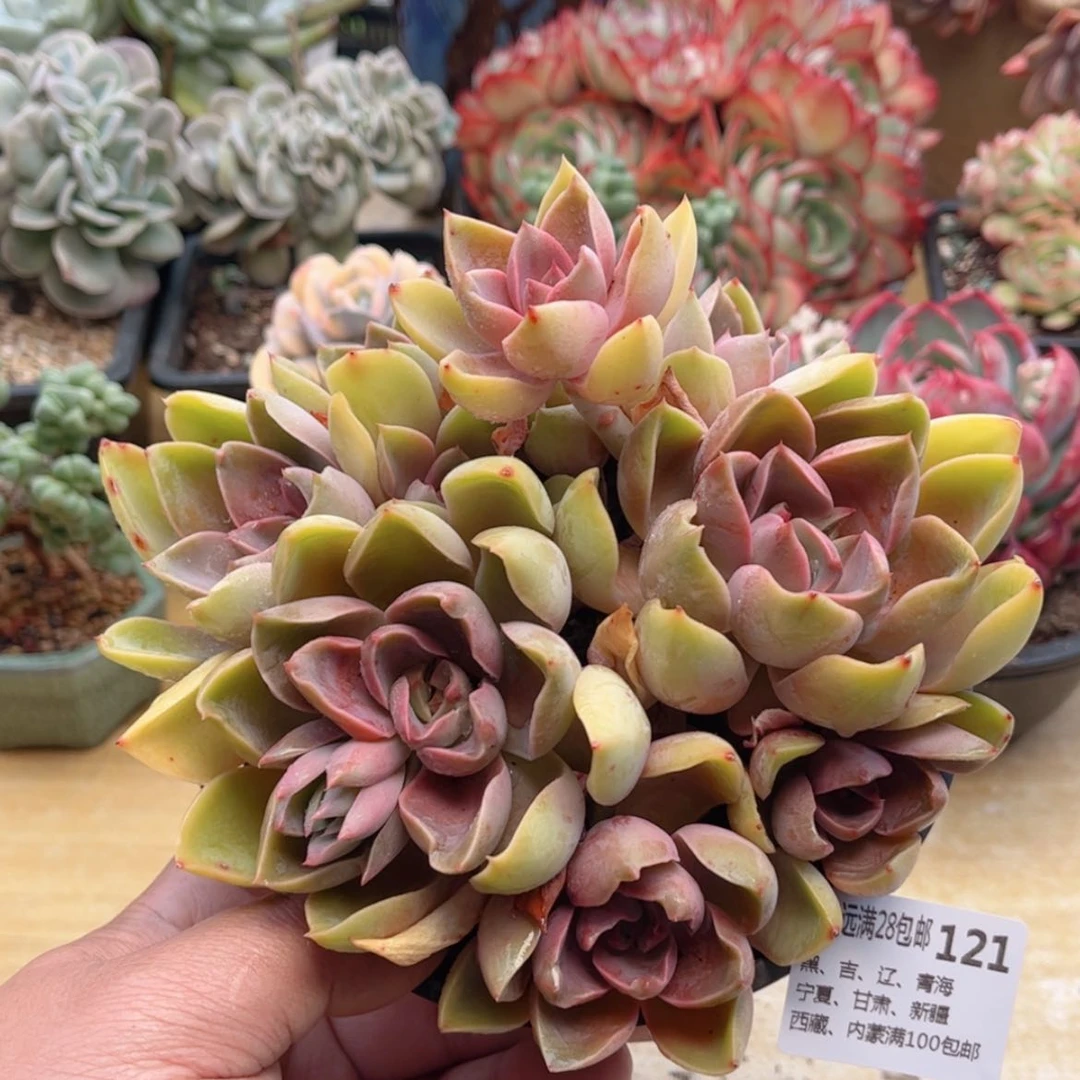 【闪购商品】121紫气东来