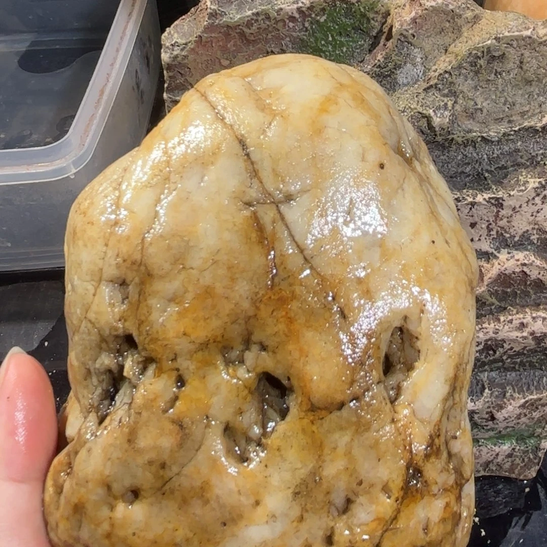 宠物龟不分公母黄蜡石