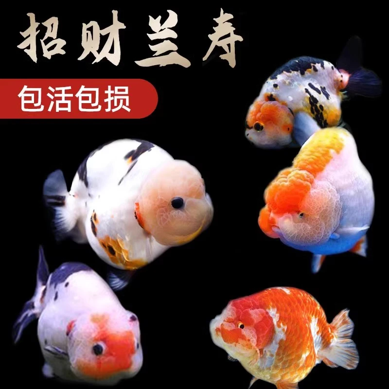 兰寿金鱼小鱼苗观赏鱼耐活冷水鱼活鱼宠物泰狮小型淡水锦鲤草金鱼