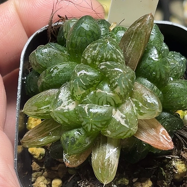 400多头塑料皮玉露锦