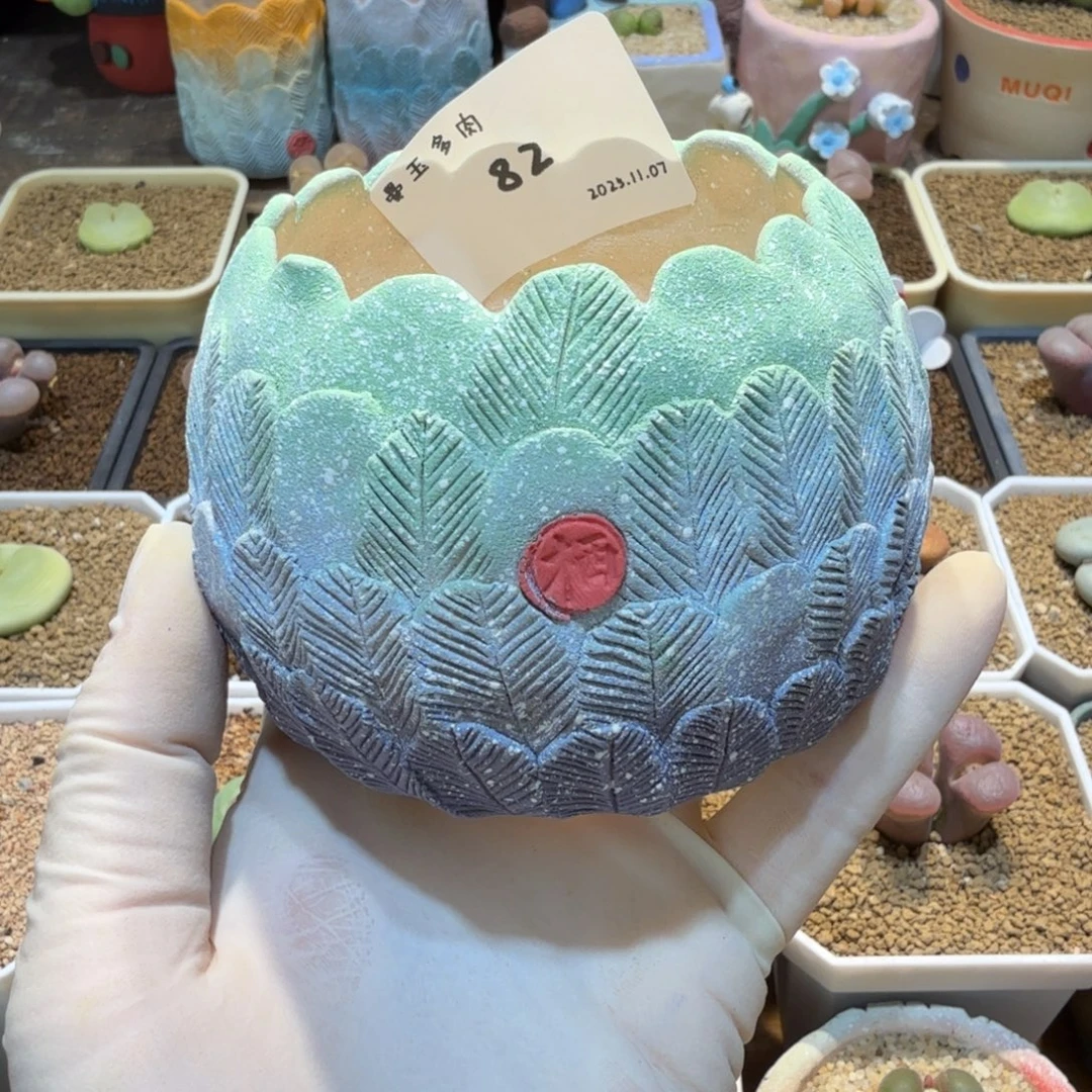 b***吖多肉多肉多肉11.7-082