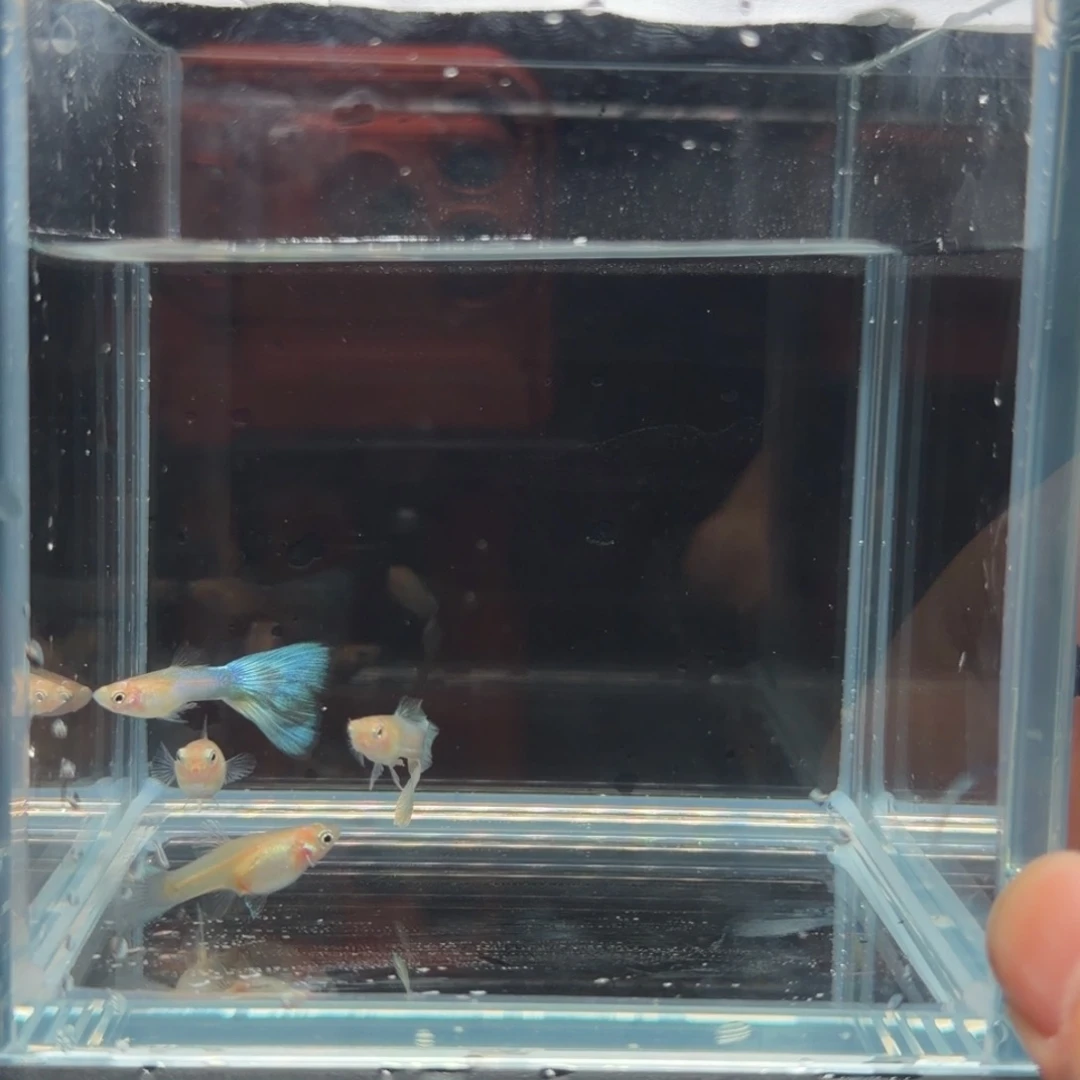 孔雀鱼珊瑚蓝尾2对