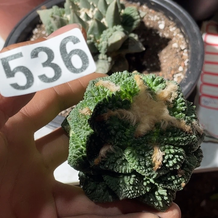 三角嫁接盔甲牡丹536号