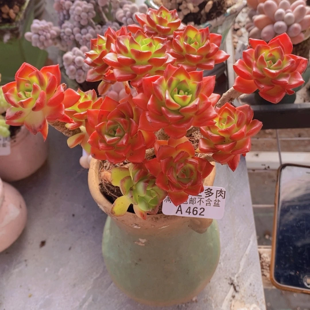 蒂亚老桩13cm462多肉植物