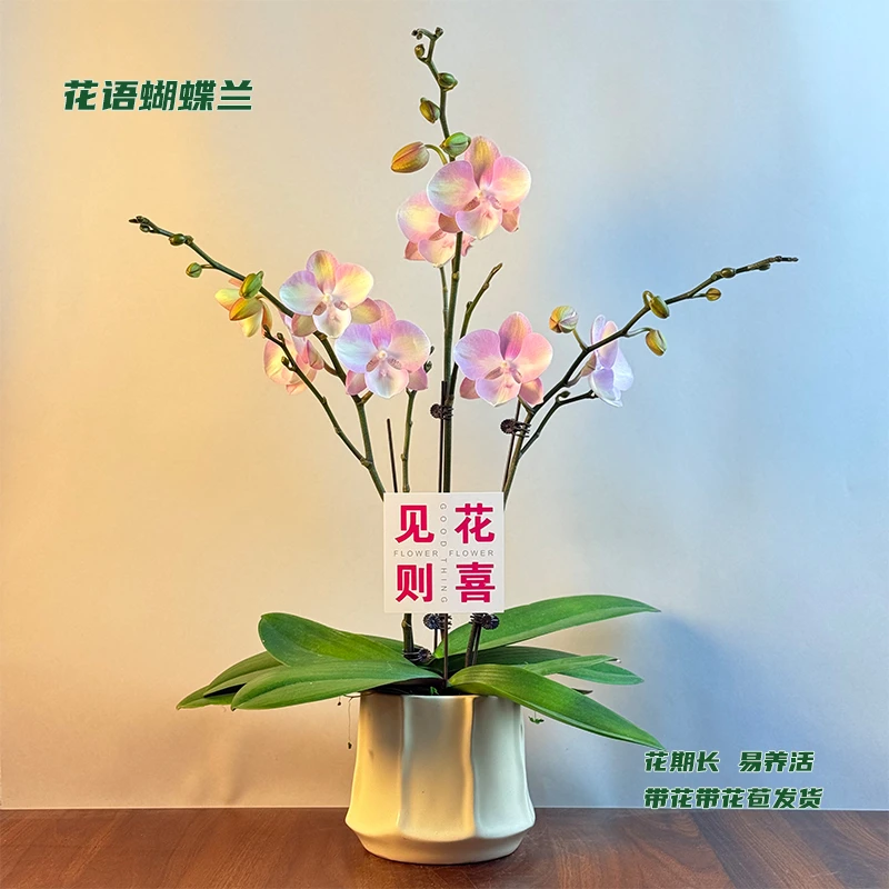 蝴蝶兰【威尼斯】 带花带花苞发货 室内客厅阳台花卉 好养易活