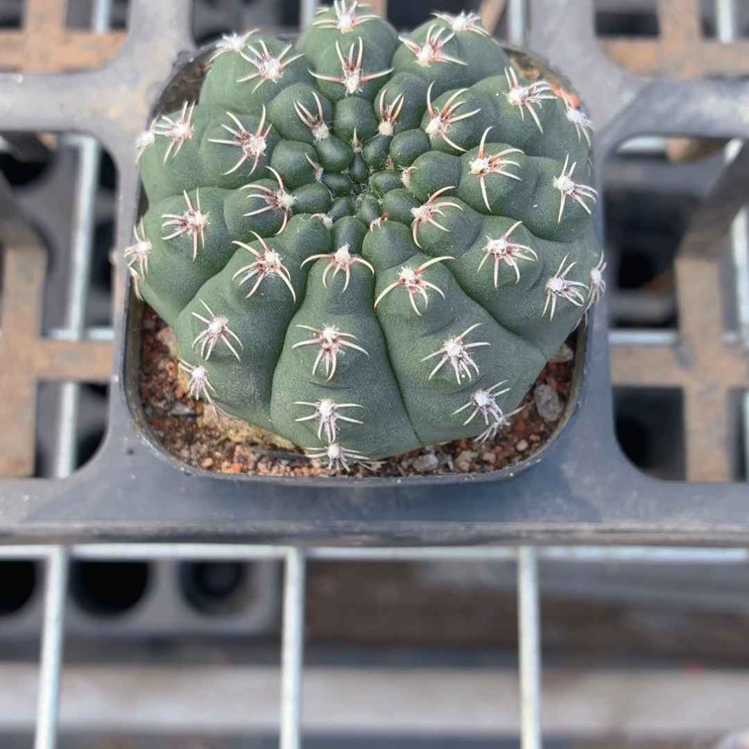 瑞昌玉多肉9.9包邮发货