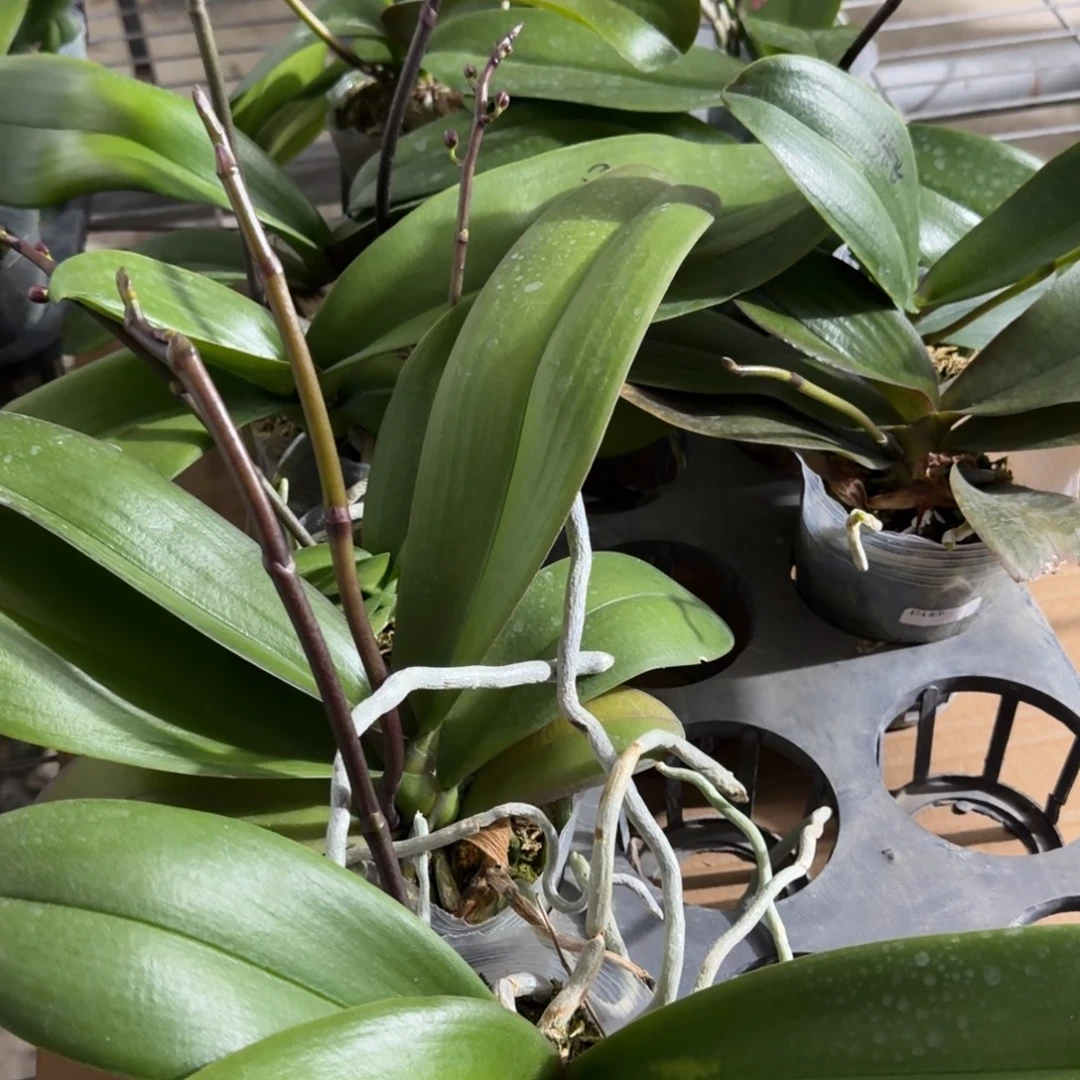 辰***3无花朵崔苗16颗的