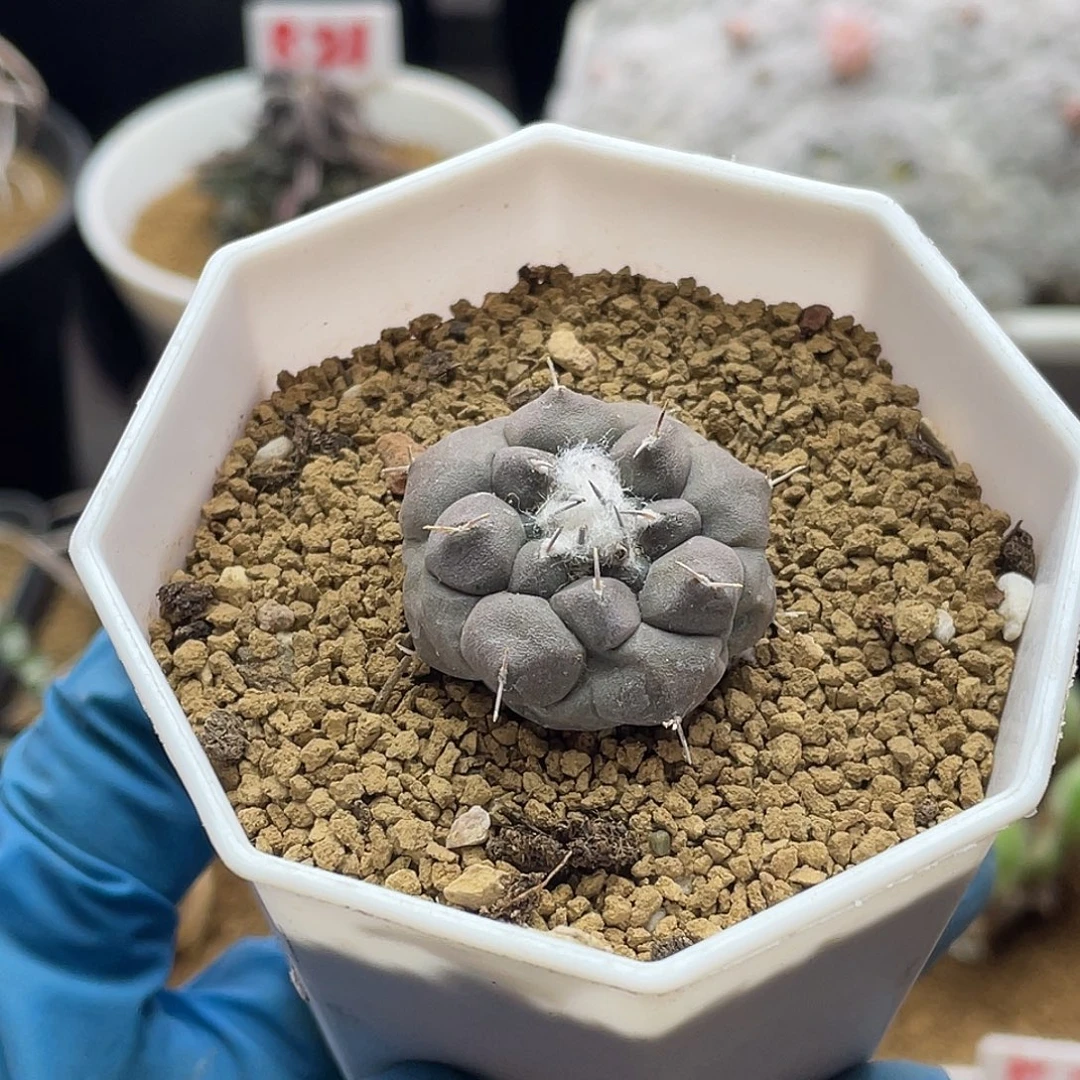 实生遁地东云娇丽仙人球