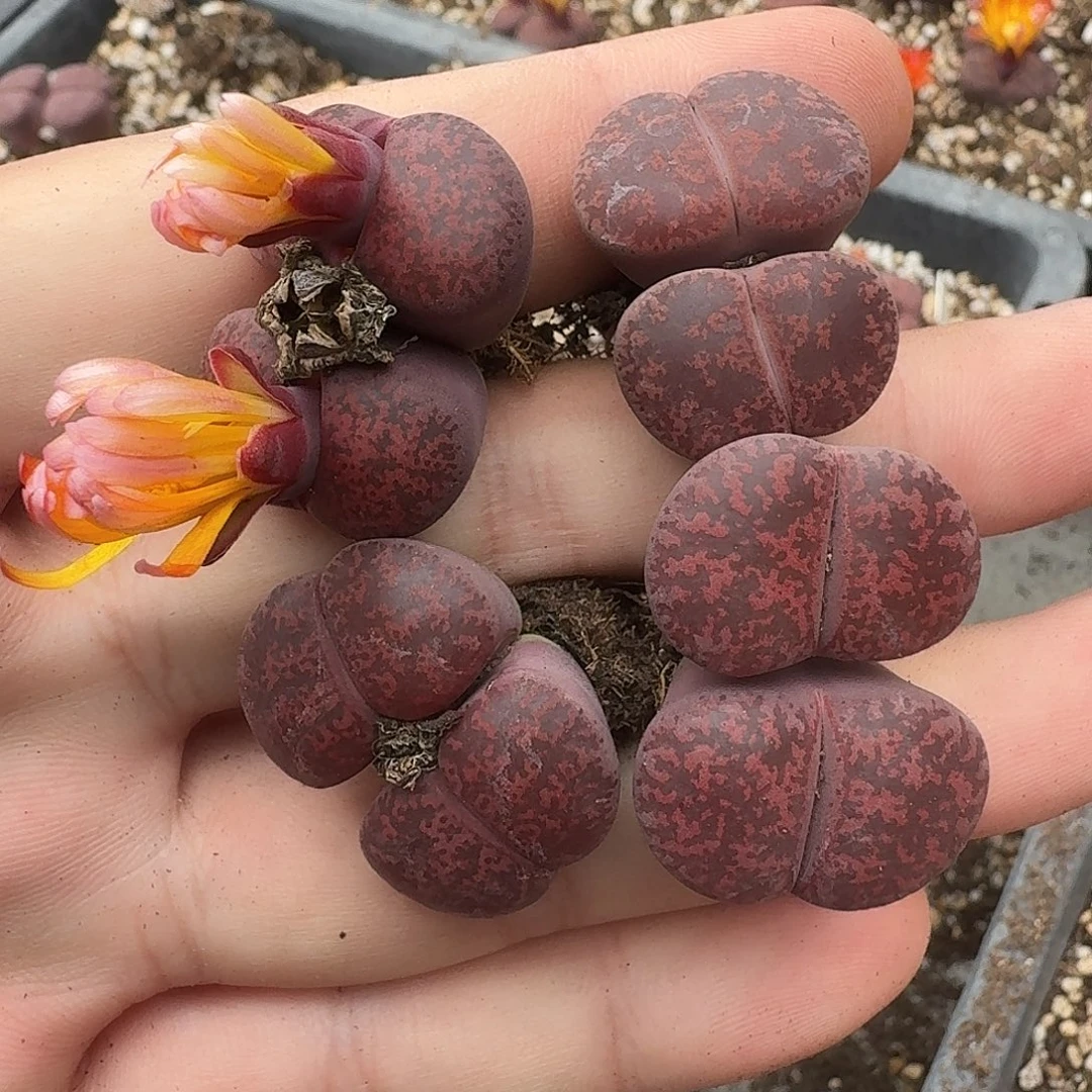 D519酒红紫熏酒红绫耀玉