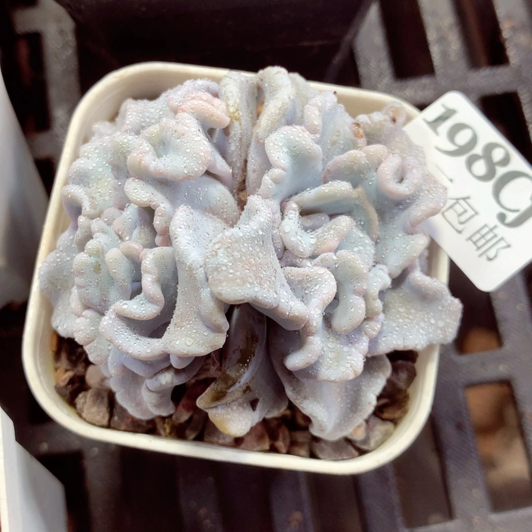 5厘米盆精控多肉198