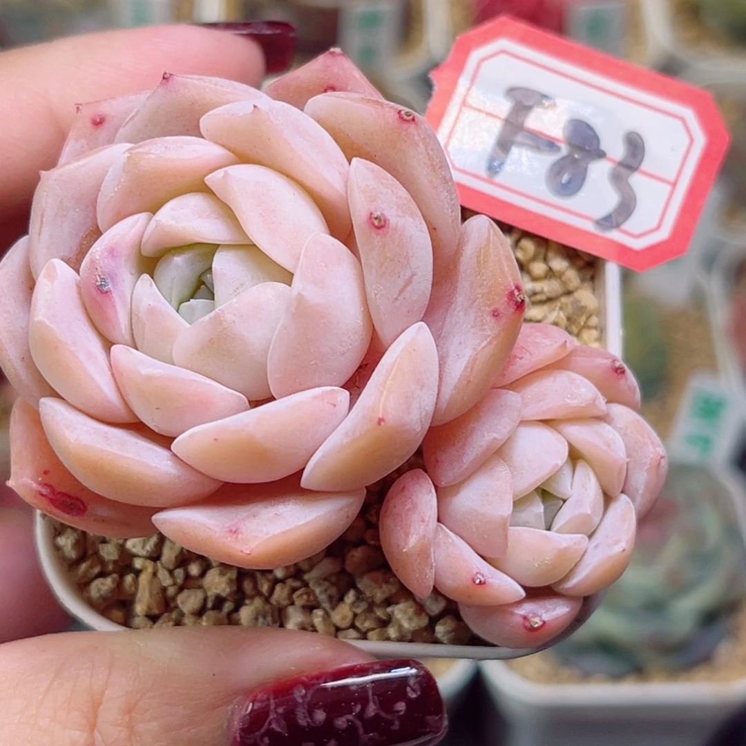 F83一物一拍 桃雾