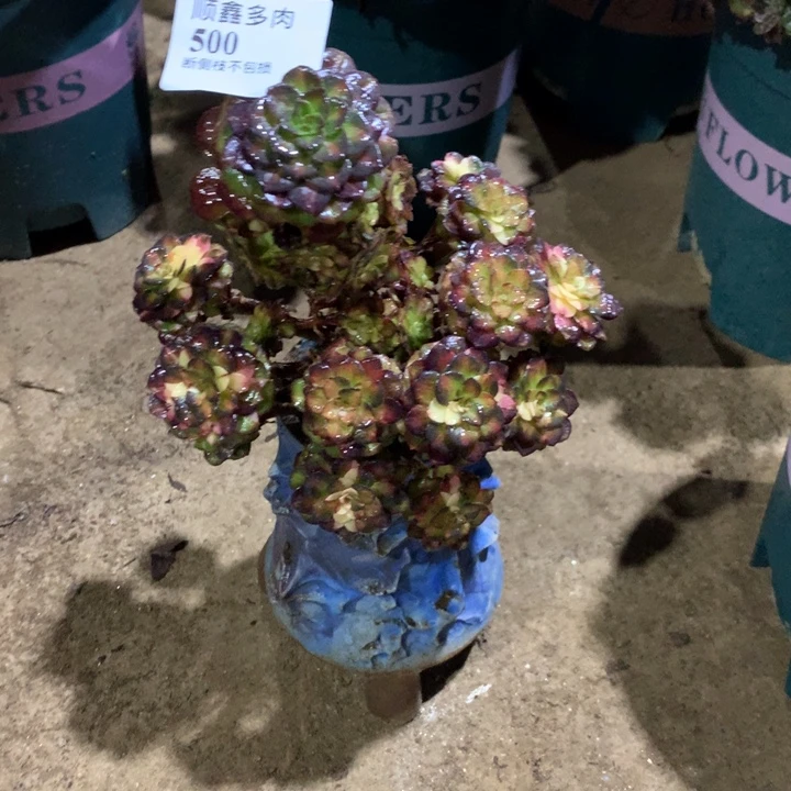 多***界500海王七彩多肉植物特价