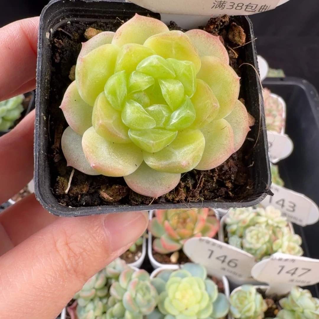 财富密码单头带崽150号