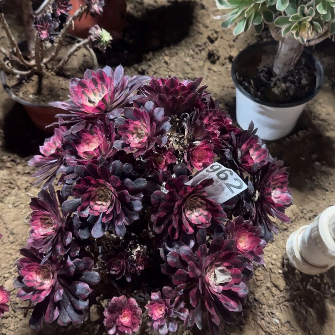 962号黑桐白处理不包损