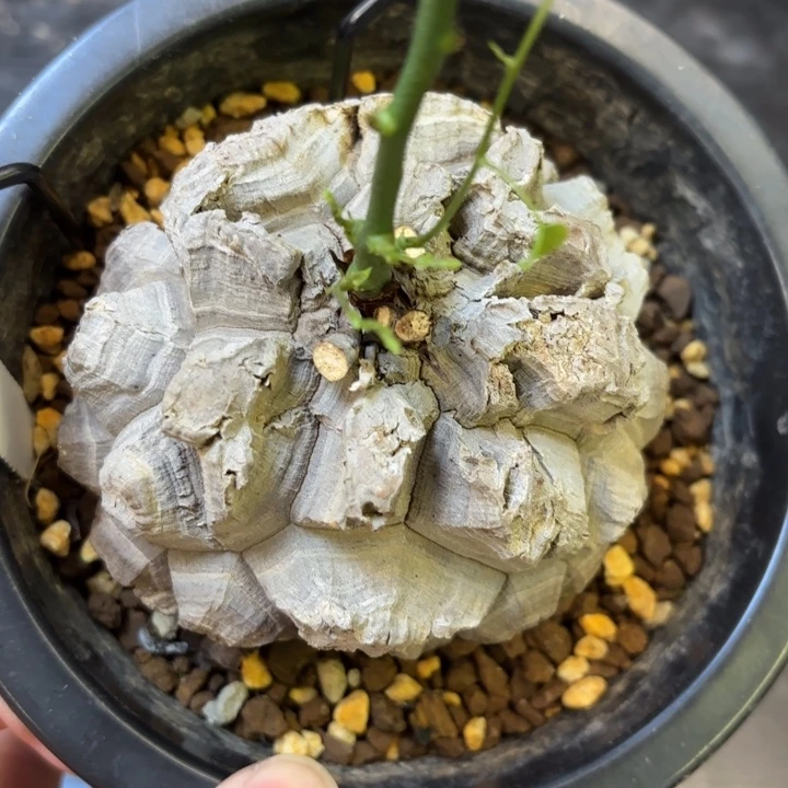 8号日系龟甲龙带盆包邮不退不换