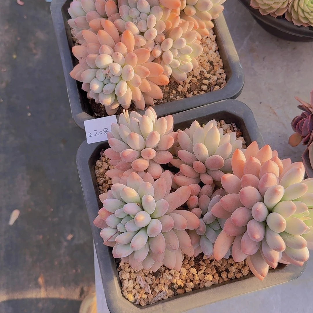 *****2208香所多肉植物