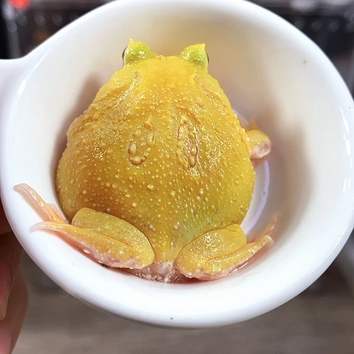 角蛙646号蛋黄角蛙