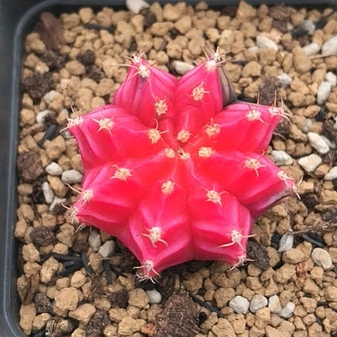 多肉肉锥 米哈牡丹锦