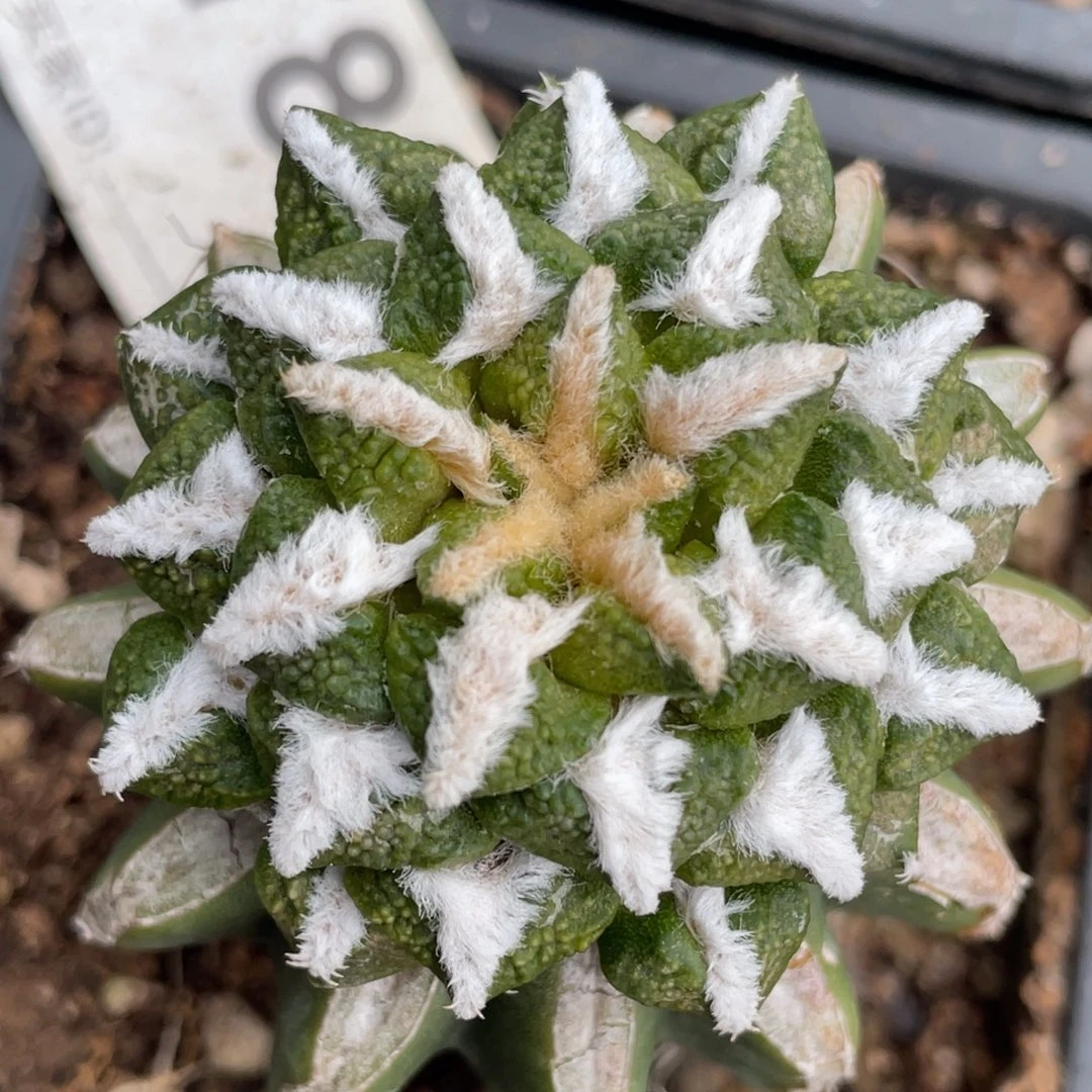 无花朵黄体黑牡丹锦786