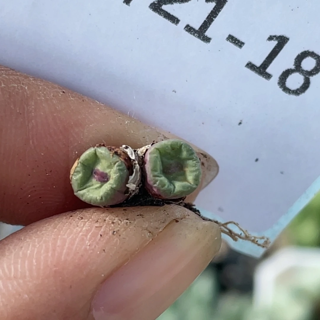 21-18嘴多肉植物肉锥