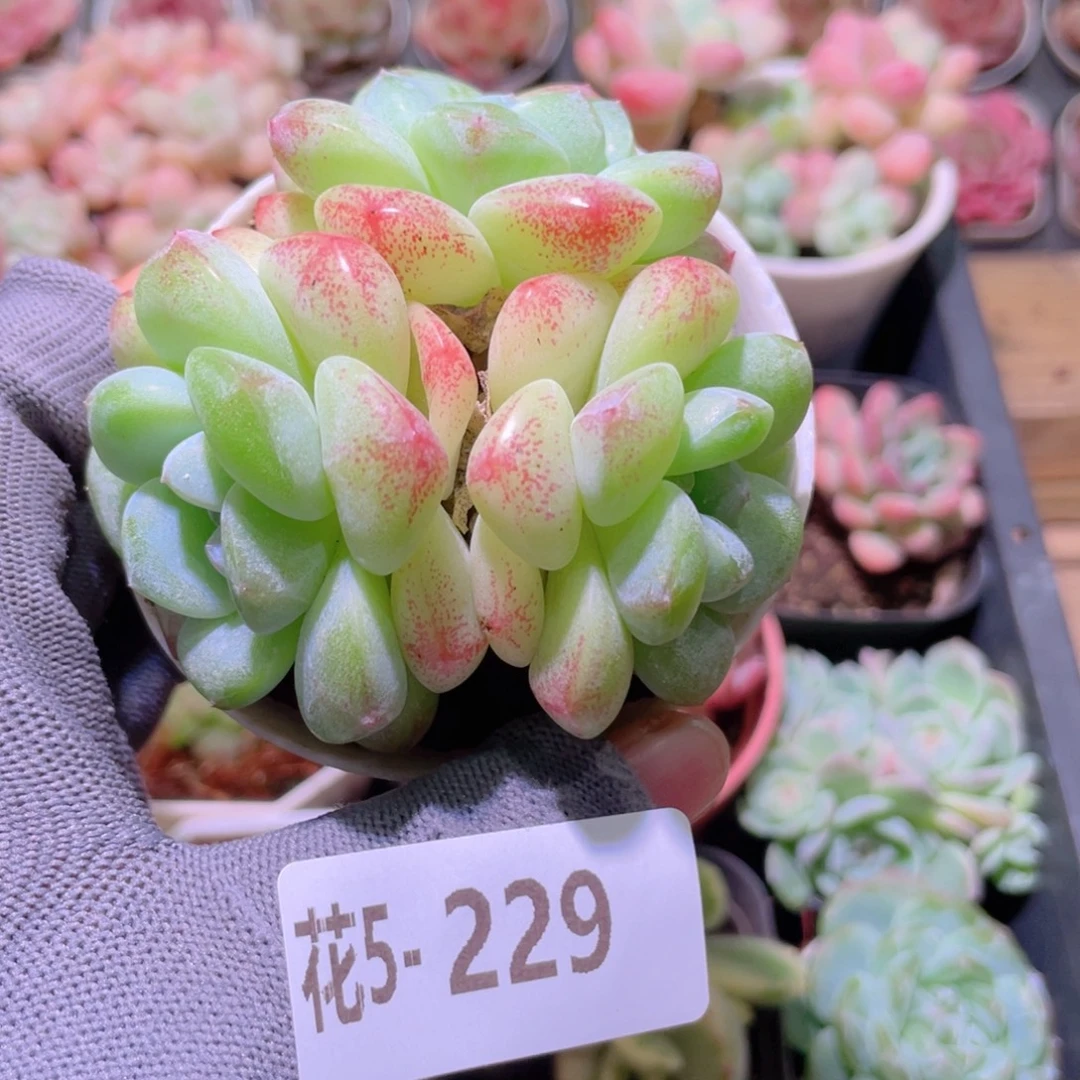 花利美 5-229冰玉