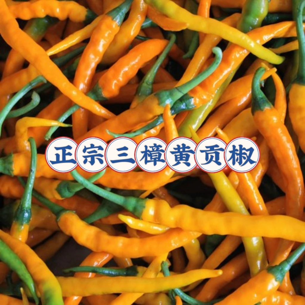 正宗湖南衡东三樟黄贡椒现摘现发