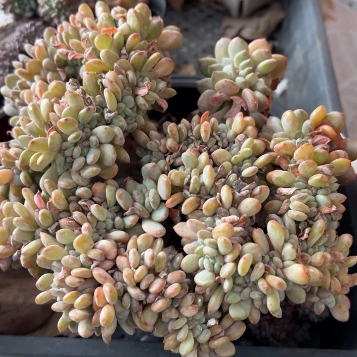 玛瑙缀多肉植物多肉植物