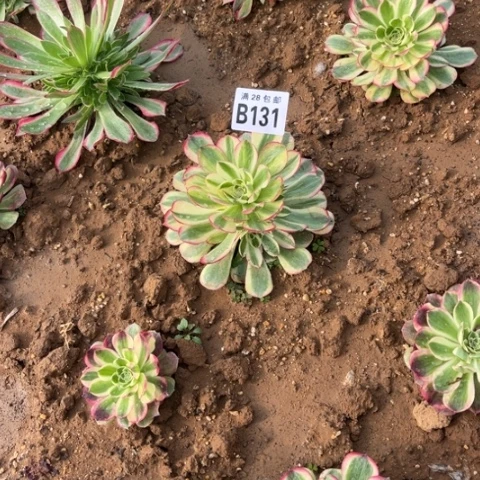 131玉芙蓉不包断枝