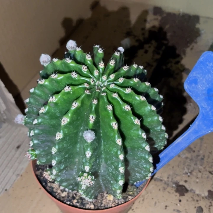 超大德系金刚一物一拍326